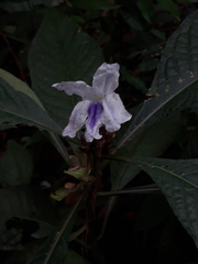 Ruellia tubiflora