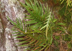 Microsorum novae-zealandiae