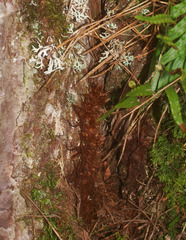 Microsorum novae-zealandiae