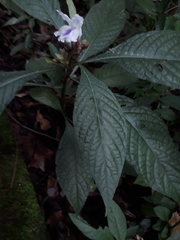 Ruellia tubiflora