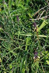 Bellevalia trifoliata