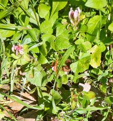 Trifolium clypeatum