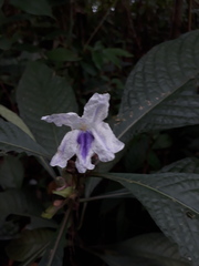 Ruellia tubiflora