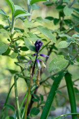 Bellevalia trifoliata