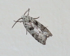 Lichenaula onychotypa