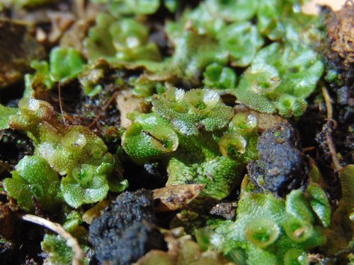 porastnica mnohotvará rumovisková (Marchantia polymorpha ruderalis)