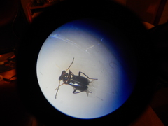 Troglops albicans
