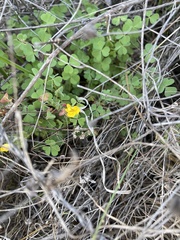 Oxalis californica