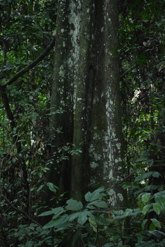 Hexalobus salicifolius image