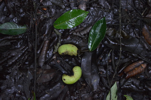 Hexalobus salicifolius image