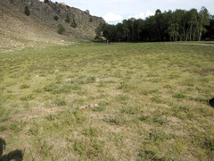 Artemisia obtusiloba subviscosa