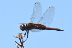 Tramea abdominalis