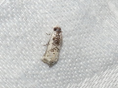 Oriodryas olbophora