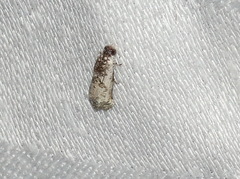 Oriodryas olbophora