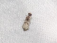 Oriodryas olbophora