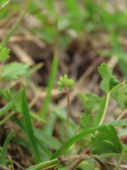 Hydrocotyle batrachium