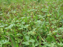 Hydrocotyle batrachium