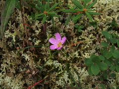 Claytonia acutifolia