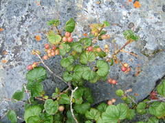 Ribes fragrans