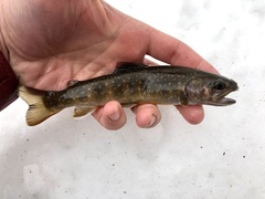 Salvelinus leucomaenis
