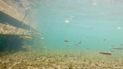 Pseudaspius hakonensis