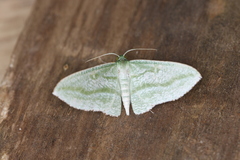 Dyspteris vecinaria