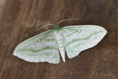 Dyspteris vecinaria