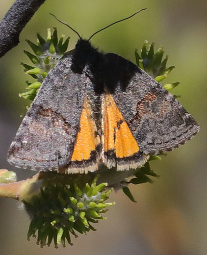 Annaphila depicta photo 2