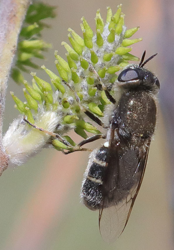 Odontomyia pilosa