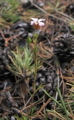 Chamaerhodos grandiflora