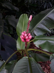 Musa velutina