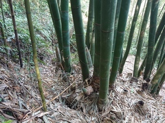 Dendrocalamus giganteus