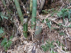 Dendrocalamus giganteus