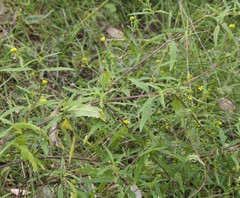 Sigesbeckia australiensis