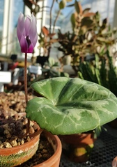 Cyclamen somalense