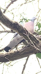 Columba palumbus