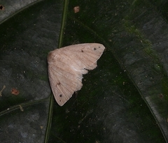 Arctornis obtusa