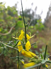 Genista falcata