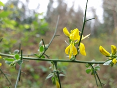 Genista falcata