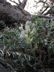 Oxytropis bargusinensis