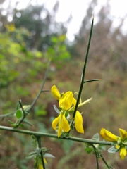 Genista falcata