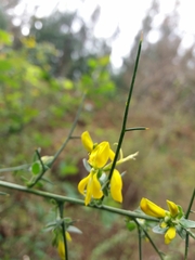 Genista falcata