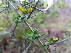 Genista falcata