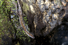 Anolis lionotus