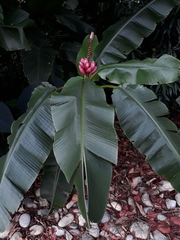 Musa velutina