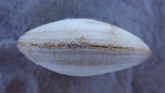 Pseudarcopagia decora