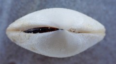 Pseudarcopagia decora