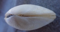 Pseudarcopagia decora