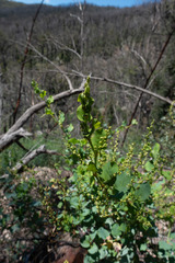 Muehlenbeckia rhyticarya