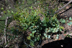Muehlenbeckia rhyticarya